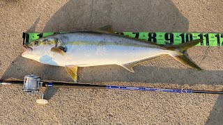 【泳がせ釣り】堤防10kgヒラマサを釣り上げたタックル紹介&仕掛け紹介！