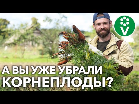 МОРКОВЬ И СВЁКЛА БУДУТ СОЧНЫМИ ВСЮ ЗИМУ ПРИ ТАКОМ СПОСОБЕ ХРАНЕНИЯ!