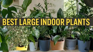 37 Large Indoor Plants for Transforming Your Space