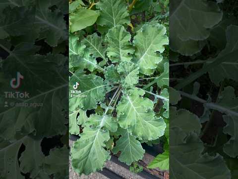 , title : '🥬🌿 #cauliflower #cabbage  #collardgreens #kale #garden'