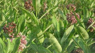 Néophytes invasives