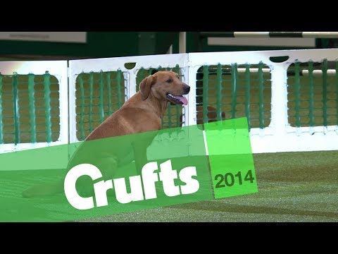 Gundog Display | Kipperidge Gundogs | Crufts 2014