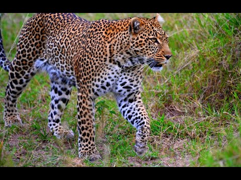 Kenya and Tanzania safaris