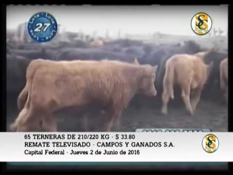 02-06-16 - VENTA DE TERNERAS - REMATE TELEVISADO CAMPOS Y GANADOS S.A.