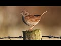 Birdsong ID: the Dunnock / Llwyd y Gwrych