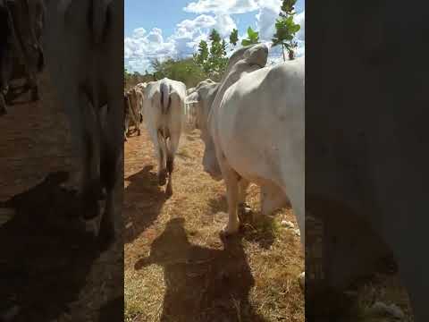 Tocando gado pelo SERTÃO DA BAHIA. Malhada-Ba