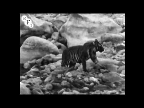 Wandering Tigers in North India (1935) - amateur film shot by Jim Corbett