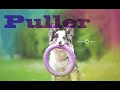Border collie test: PULLER!