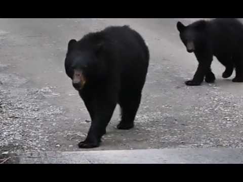 On May 15th, 2025, Bear Attacks Gulf Breeze Florida Man In HIs Back Yard