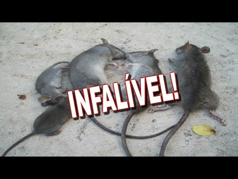 download lagu mp3 mp4 Mas S No Pode Acabar Com As Mui, download lagu Mas S No Pode Acabar Com As Mui gratis, unduh video klip Mas S No Pode Acabar Com As Mui