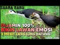 SUARA RUAK RUAK PIKAT TERBARU