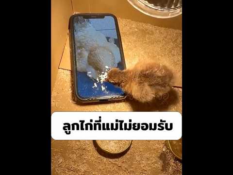 ลูกไก่ที่แม่ไม่เคยยอมรับ