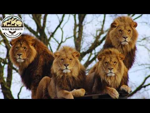 The Mapogo Lion Coalition - The Strongest Alliance of All Time #wildlife | Wild Majesty
