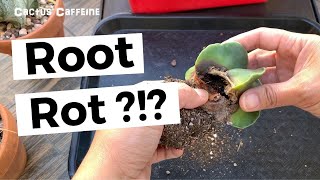 Is it Cactus Root Rot or Not? | Rotting Cactus