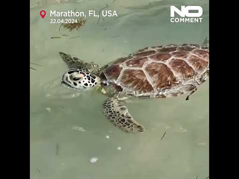 Sea Turtles released back into the ocean to celebrate Earth Day