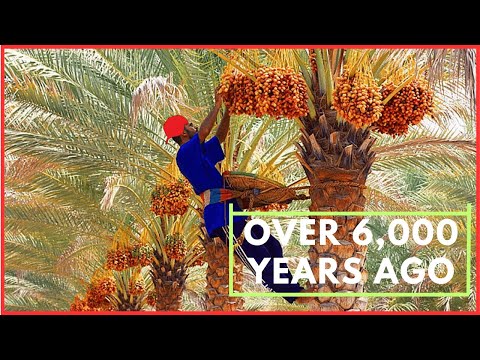 Dates: Unpacking the Complex History and Cultural Significance