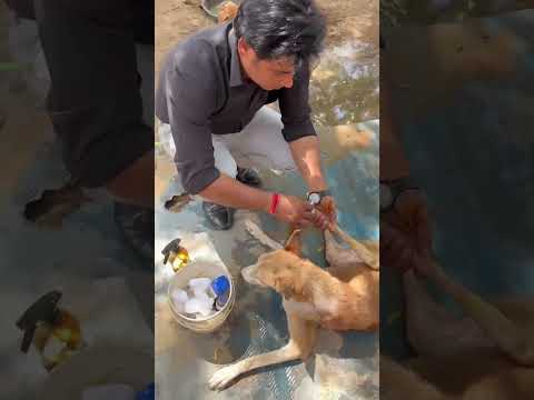 Paylap Pet Care YouTube short
