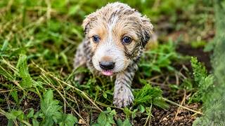 Small Puppy Begged Us To Save Her