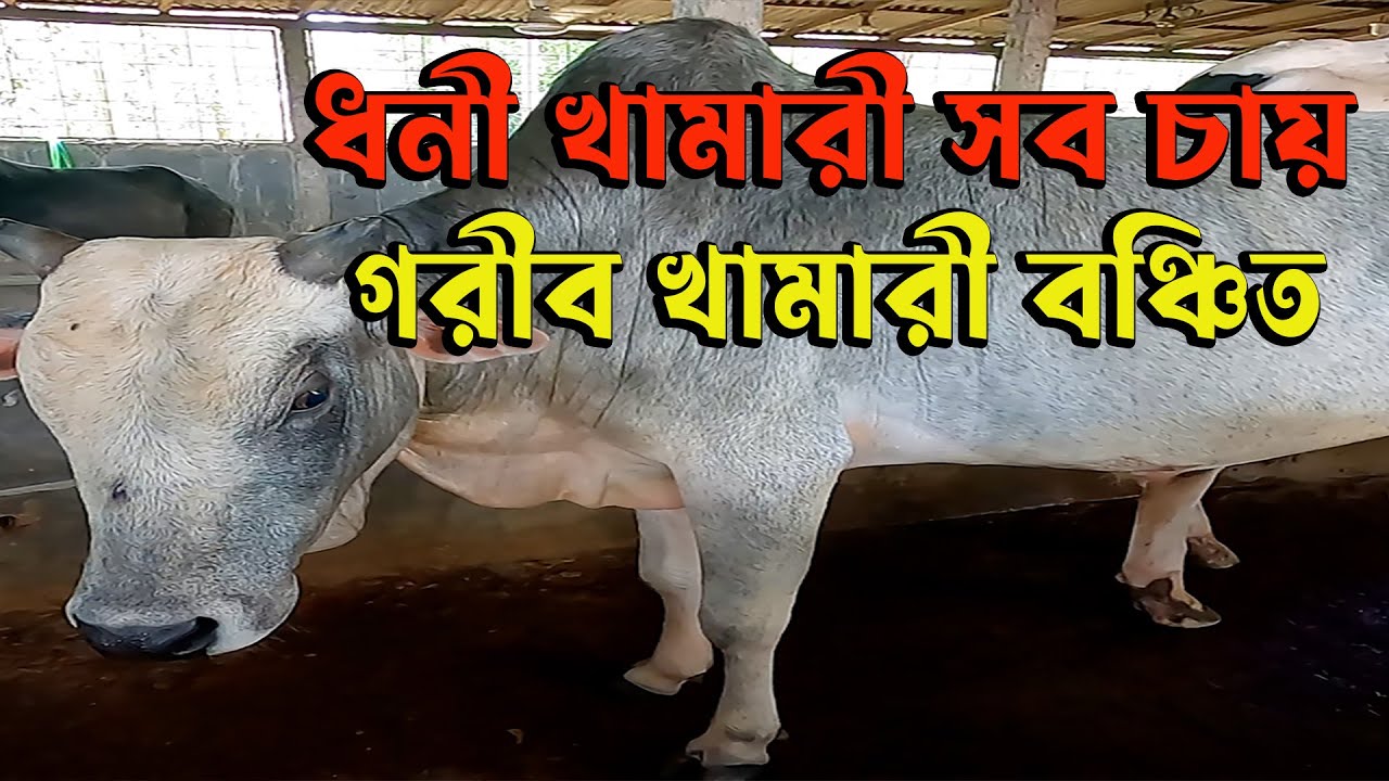 গরুর খামার করার আগে অবশ্যই যা জানতে হবে