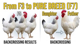 From F3, F4, F5 to PURE BREED (F7): BACKCROSSING to Stabilize Your Chickens