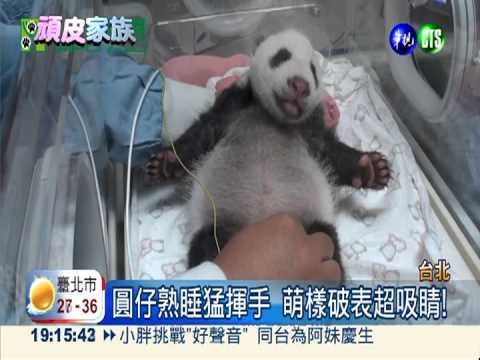 比圓仔小17天 長頸鹿女寶寶報到