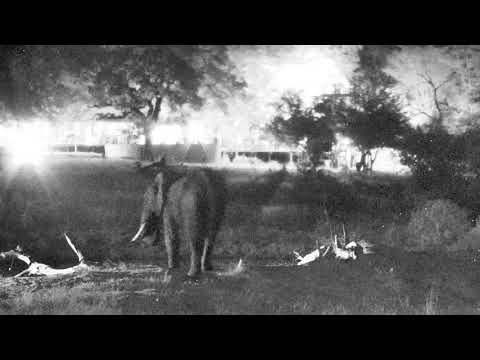 Djuma Private Game Reserve Live Stream: Lone elephant in for a quick night time drink