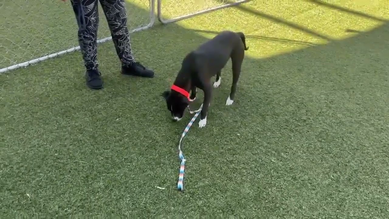 Enlarge Luce, a Adoptable mixed breed in Hartsville, SC video 5/5