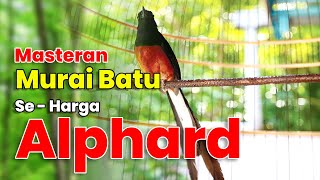 Download lagu MASTERAN MURAI SEHARGA ALPHARD #muraibatu #kicaumania mp3