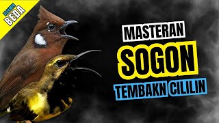 Download lagu Masteran Sogon Isian Cililin | Maseteran Sogon Nembak Cililin #masteransogon #sogongacor #sogon mp3