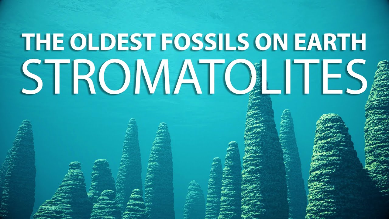 STROMATOLITES: Discovering the Oldest Fossils on Earth | CGI Documentary