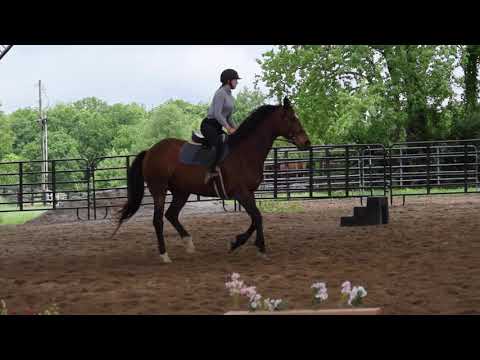 Amy Namey, an adopted Thoroughbred in Nicholasville, KY_image-1