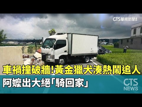 車禍撞破牆！　黃金獵犬湊熱鬧追人　阿嬤出大絕「騎回家」