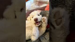Video preview image #1 Great Pyrenees-Unknown Mix Puppy For Sale in McKinney, TX, USA