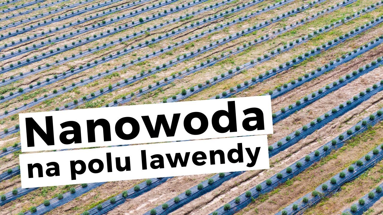 Nanowater in the lavender field