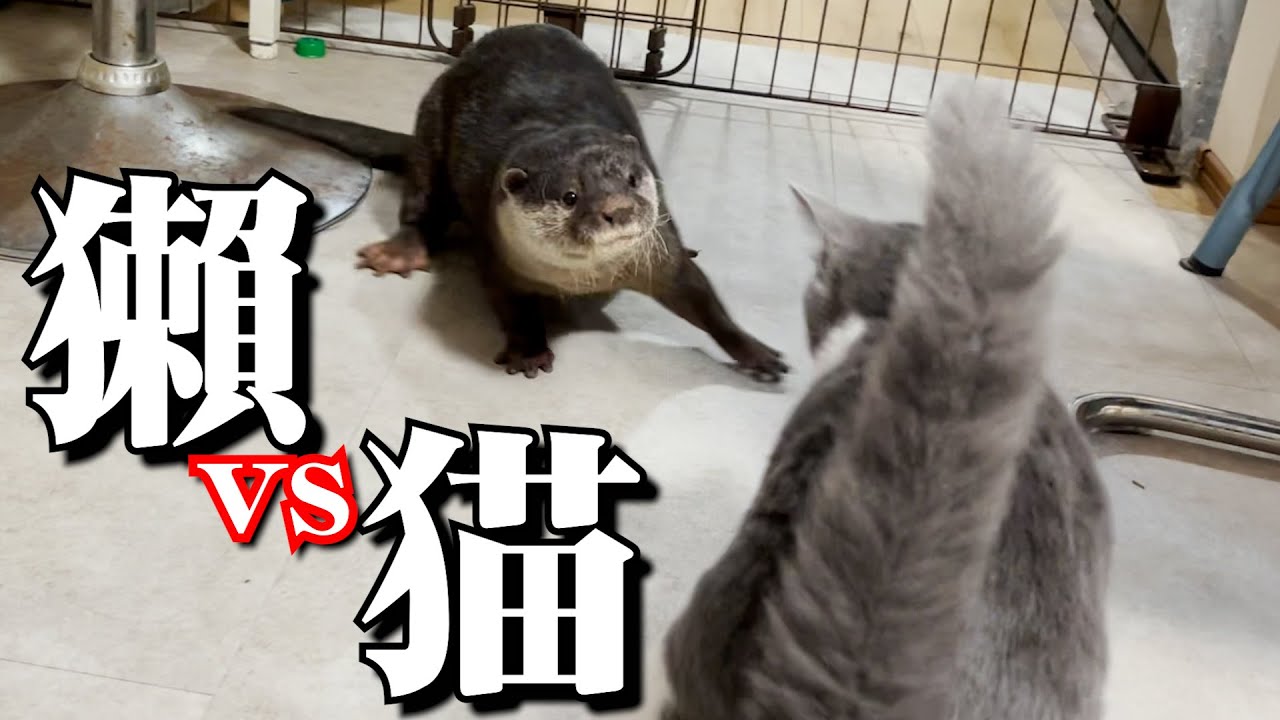 カワウソのサク、仔猫のハレと遊んでみる！otter Saku and cat Halle,play together!