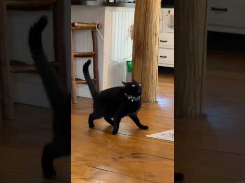 Comportamiento de Animales que No Pueden Explicar