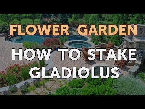 download lagu mp3 mp4 How To Keep Gladiolus From Falling Over, download lagu How To Keep Gladiolus From Falling Over gratis, unduh video klip How To Keep Gladiolus From Falling Over