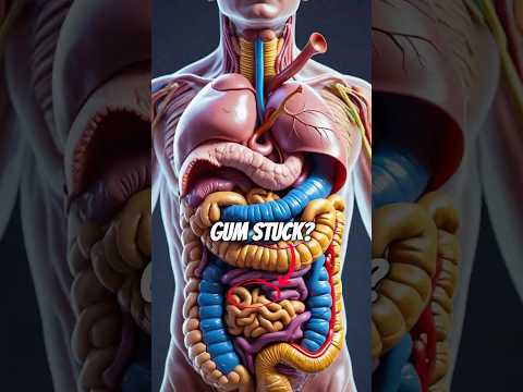 Is gum stuck in your stomach for 7 years?