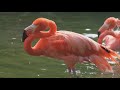 A Hilarious Dive Into The World Of The American Flamingo