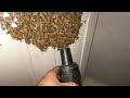 why did i VACUUM these BEES.. DEFAULT Thumbnail