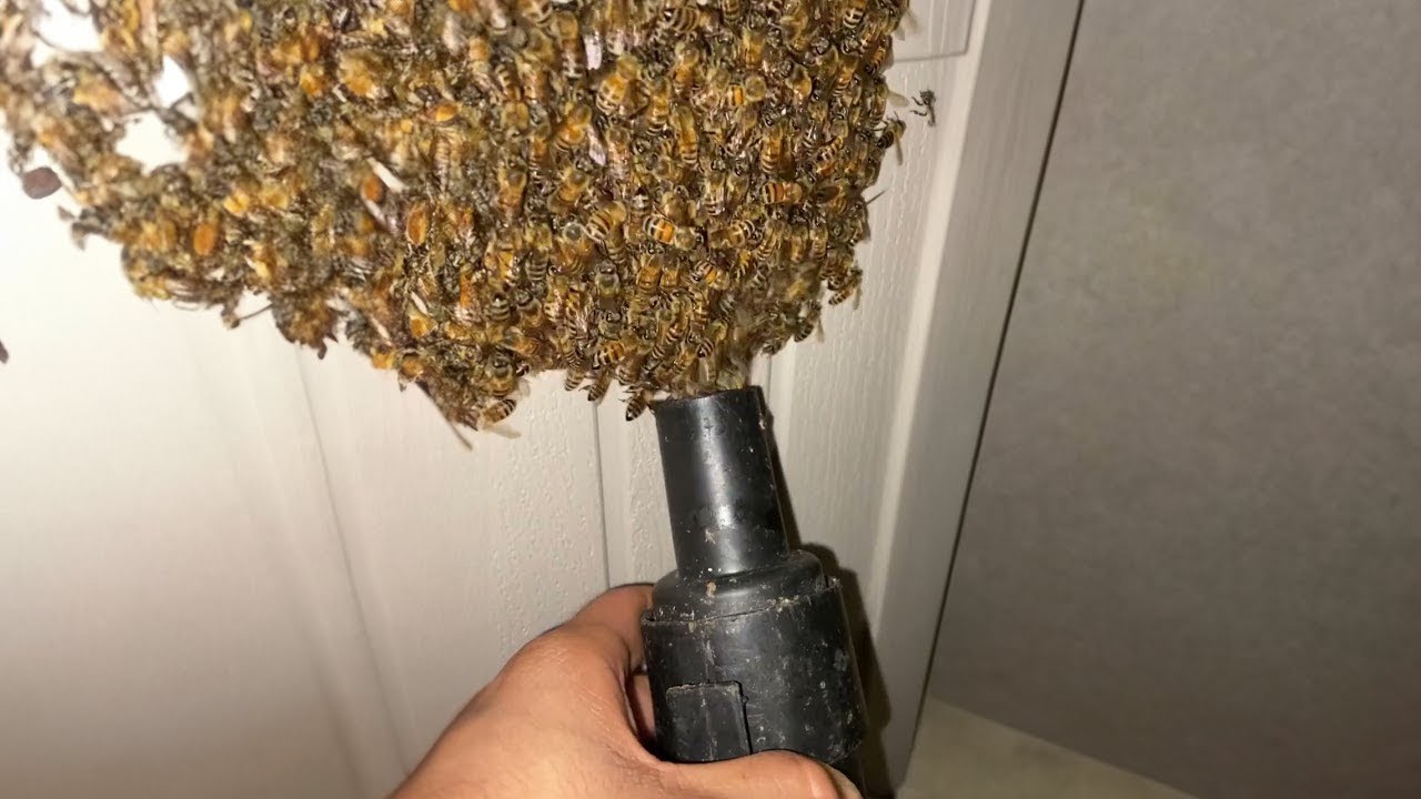 why did i VACUUM these BEES..