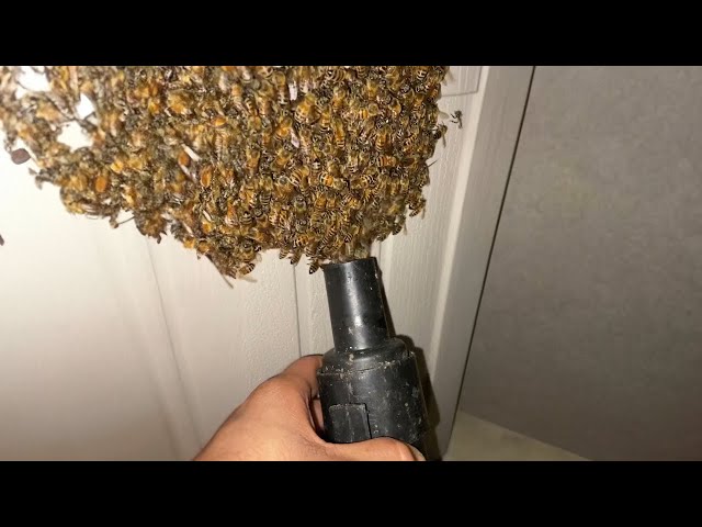 why did i VACUUM these BEES.. SDDEFAULT Thumbnail