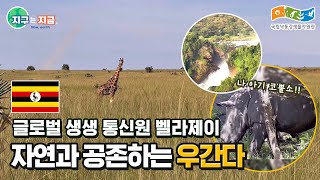 [글로벌생생통신원 지구는 지금🌏] 벨라제이의 우간다 자연과 생물 소개｜생물다양성｜환경｜친환경｜사바나｜아프리카｜야생동물｜자연보호｜아프리카브이로그｜Uganda｜Savannah