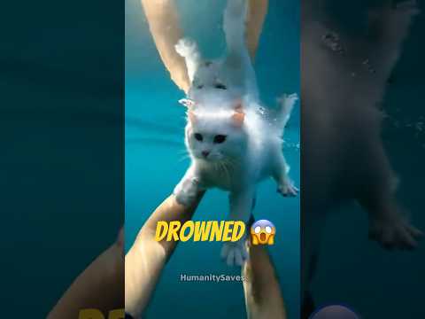 She Threw Her Cat From a Cruise… I Jumped After It 😱🐱#trendingshorts #catshorts #fyp #viral