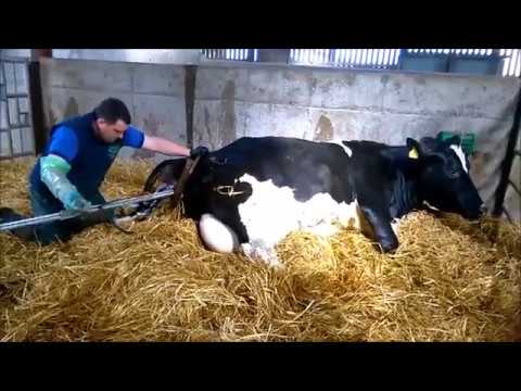 download lagu mp3 mp4 Calving Jack, download lagu Calving Jack gratis, unduh video klip Calving Jack