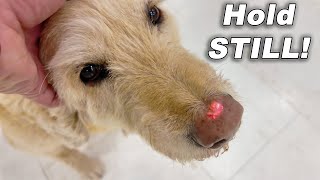 Our Dog Got HURT!!