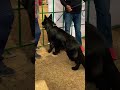 Black German Shepherd Kya Look Hae Shorts Trending Short Dog
