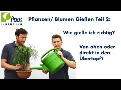 Pflanzen/ Zimmerpflanzen und Blumen gießen Teil 2 - wie gießt man? Von oben oder in den Übertopf?