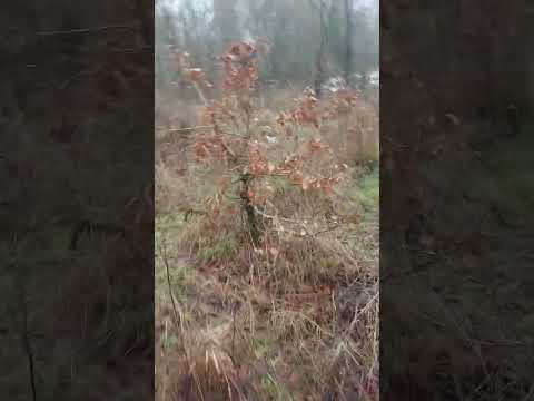 Padnięty łoś i kilka dzików w ciągu 20-tu minut🙄🤔🤔