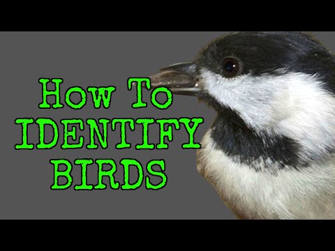 How to Identify Birds  [ TOP 10 BACKYARD BIRDS ]  Beginner Friendly !!